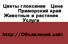 Цветы глоксинии › Цена ­ 150 - Приморский край Животные и растения » Услуги   